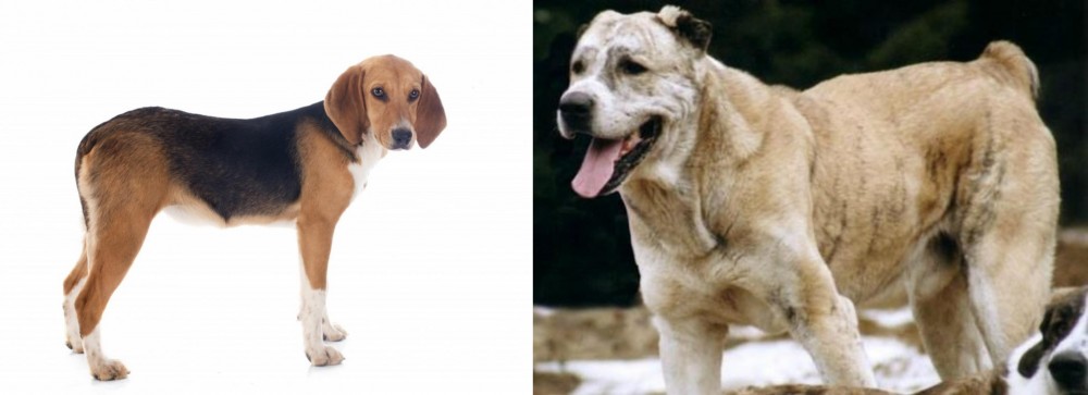 Sage Koochee vs Beagle-Harrier - Breed Comparison