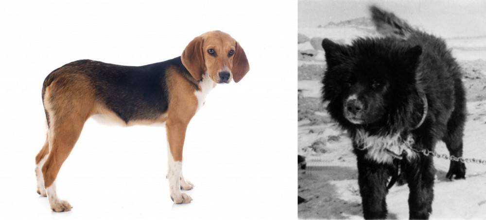 Sakhalin Husky vs Beagle-Harrier - Breed Comparison