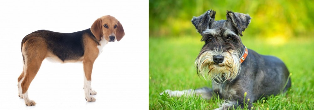 Schnauzer vs Beagle-Harrier - Breed Comparison