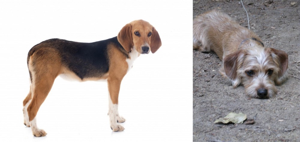 Schweenie vs Beagle-Harrier - Breed Comparison