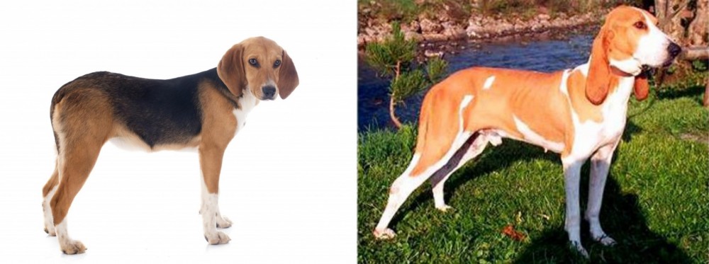 Schweizer Laufhund vs Beagle-Harrier - Breed Comparison