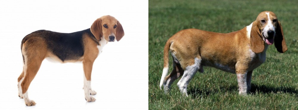 Schweizer Niederlaufhund vs Beagle-Harrier - Breed Comparison