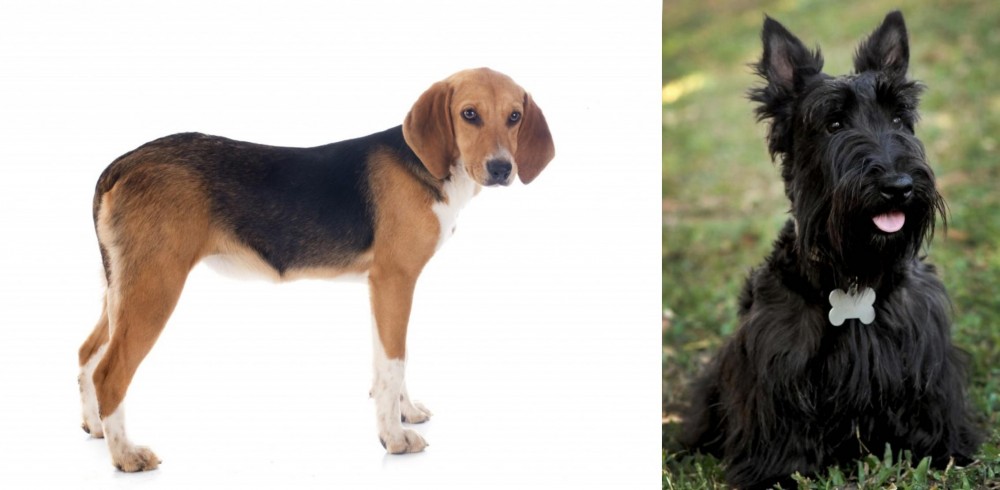 Scoland Terrier vs Beagle-Harrier - Breed Comparison