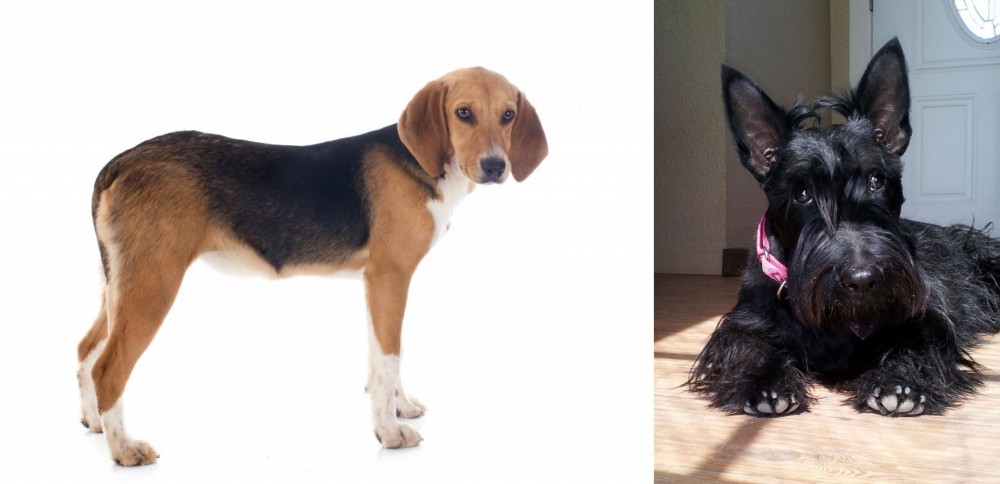 Scottish Terrier vs Beagle-Harrier - Breed Comparison