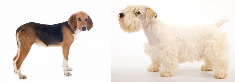 Sealyham Terrier vs Beagle-Harrier - Breed Comparison