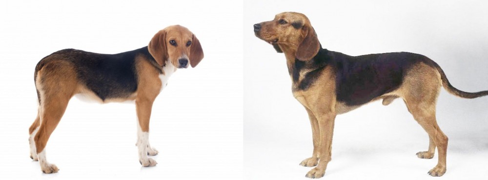 Serbian Hound vs Beagle-Harrier - Breed Comparison