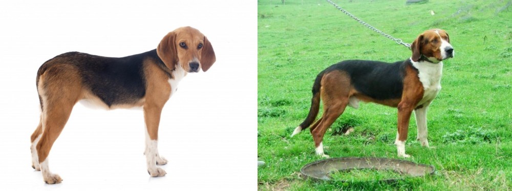 Serbian Tricolour Hound vs Beagle-Harrier - Breed Comparison