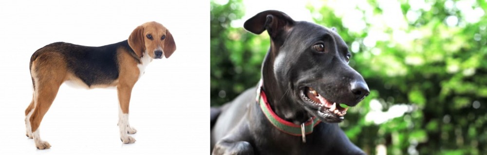 Shepard Labrador vs Beagle-Harrier - Breed Comparison
