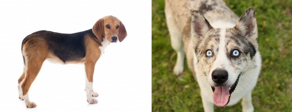 Shepherd Husky vs Beagle-Harrier - Breed Comparison