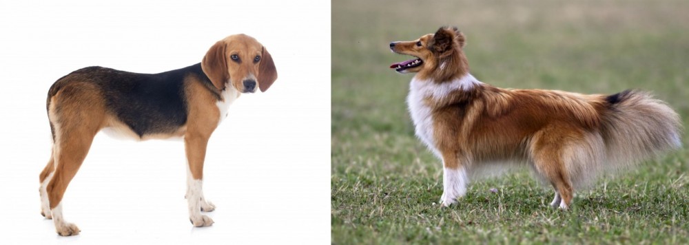 Shetland Sheepdog vs Beagle-Harrier - Breed Comparison