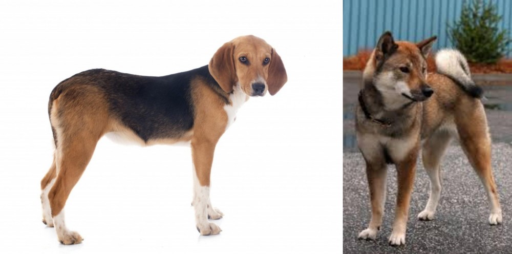 Shikoku vs Beagle-Harrier - Breed Comparison