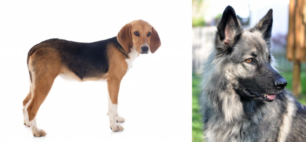 Shiloh Shepherd vs Beagle-Harrier - Breed Comparison