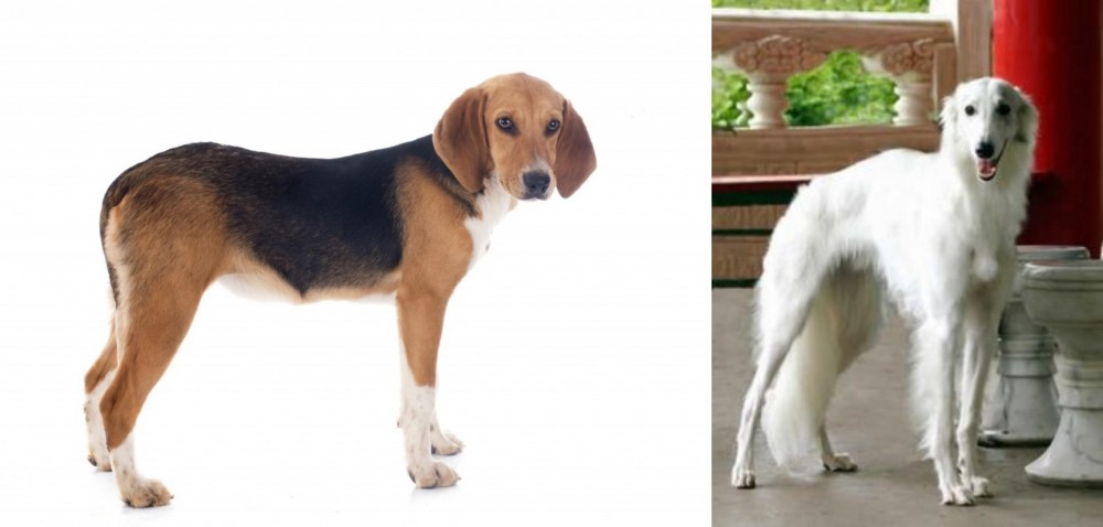 Silken Windhound vs Beagle-Harrier - Breed Comparison
