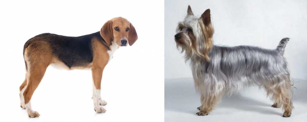 Silky Terrier vs Beagle-Harrier - Breed Comparison