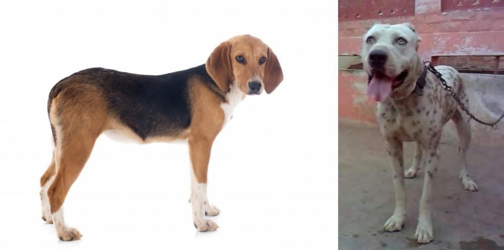 Sindh Mastiff vs Beagle-Harrier - Breed Comparison