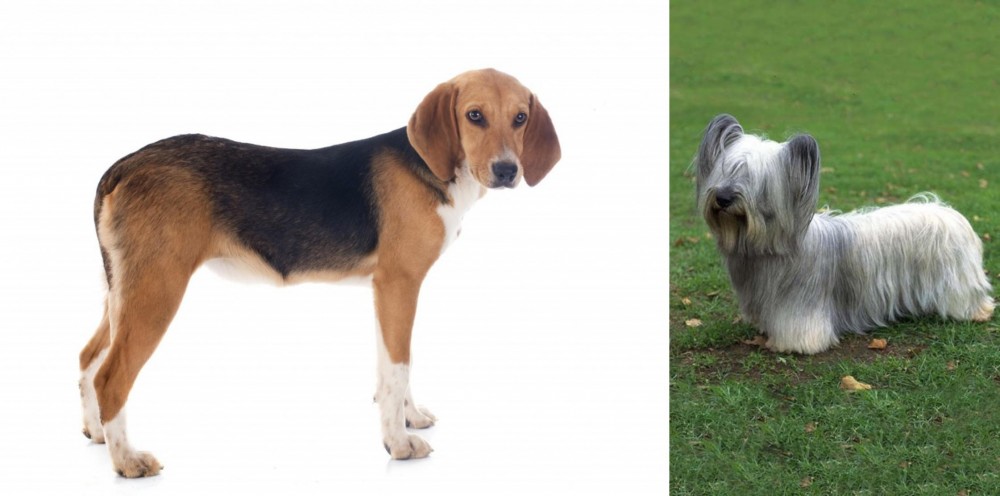 Skye Terrier vs Beagle-Harrier - Breed Comparison