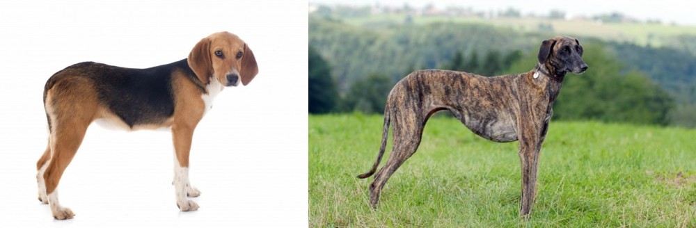 Sloughi vs Beagle-Harrier - Breed Comparison