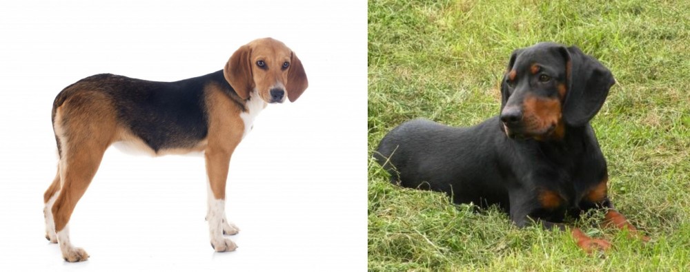 Slovakian Hound vs Beagle-Harrier - Breed Comparison