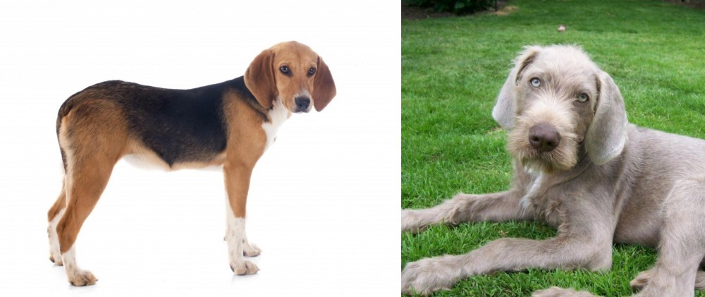 Slovakian Rough Haired Pointer vs Beagle-Harrier - Breed Comparison