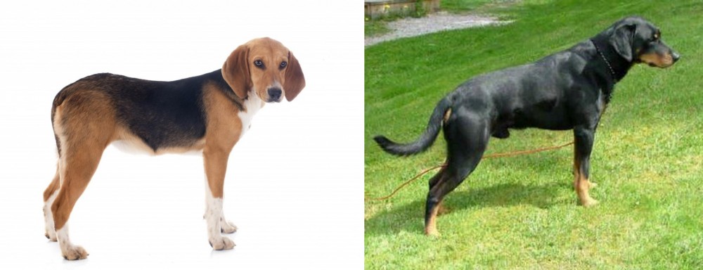Smalandsstovare vs Beagle-Harrier - Breed Comparison