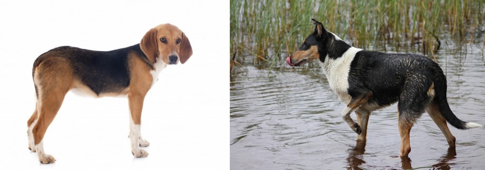 Smooth Collie vs Beagle-Harrier - Breed Comparison