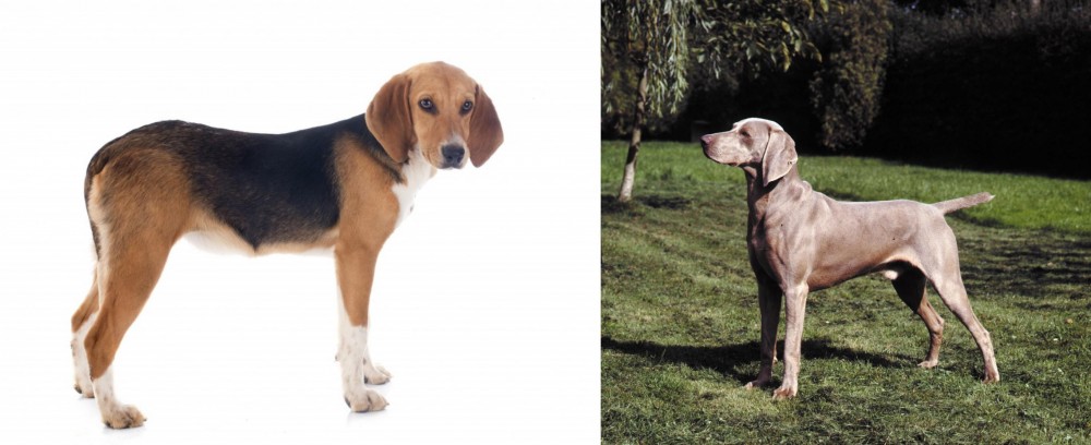 Smooth Haired Weimaraner vs Beagle-Harrier - Breed Comparison