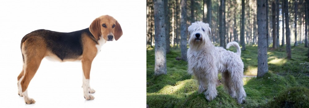 Soft-Coated Wheaten Terrier vs Beagle-Harrier - Breed Comparison