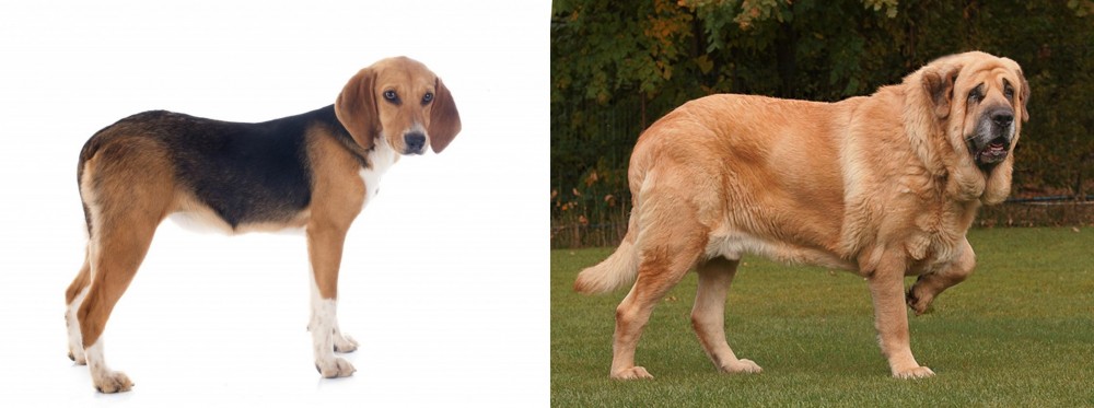 Spanish Mastiff vs Beagle-Harrier - Breed Comparison