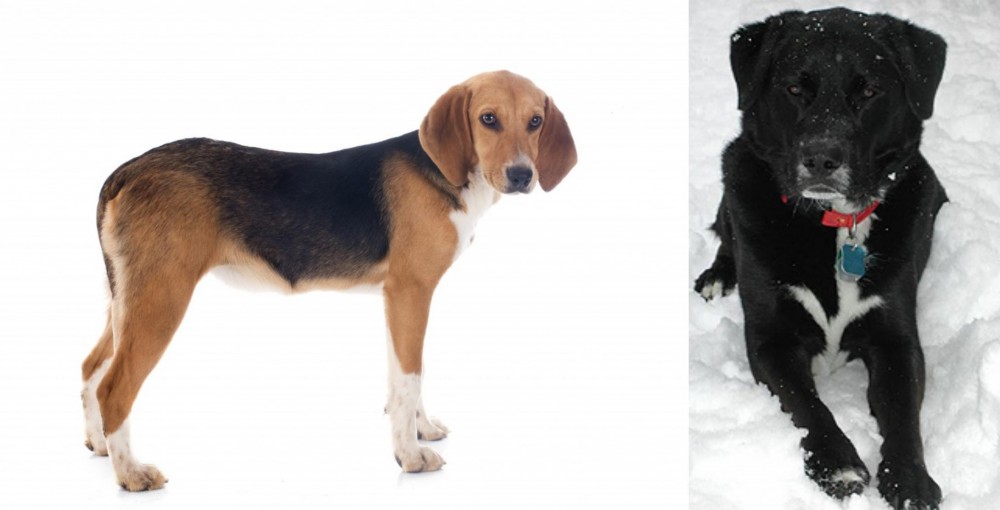 St. John's Water Dog vs Beagle-Harrier - Breed Comparison