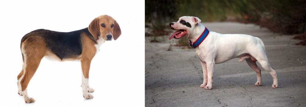 Staffordshire Bull Terrier vs Beagle-Harrier - Breed Comparison