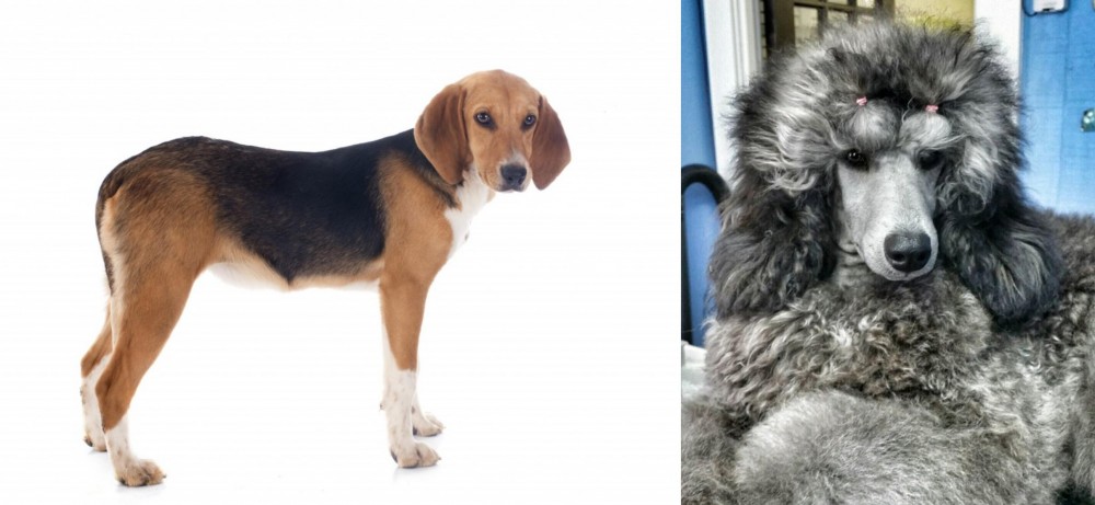 Standard Poodle vs Beagle-Harrier - Breed Comparison