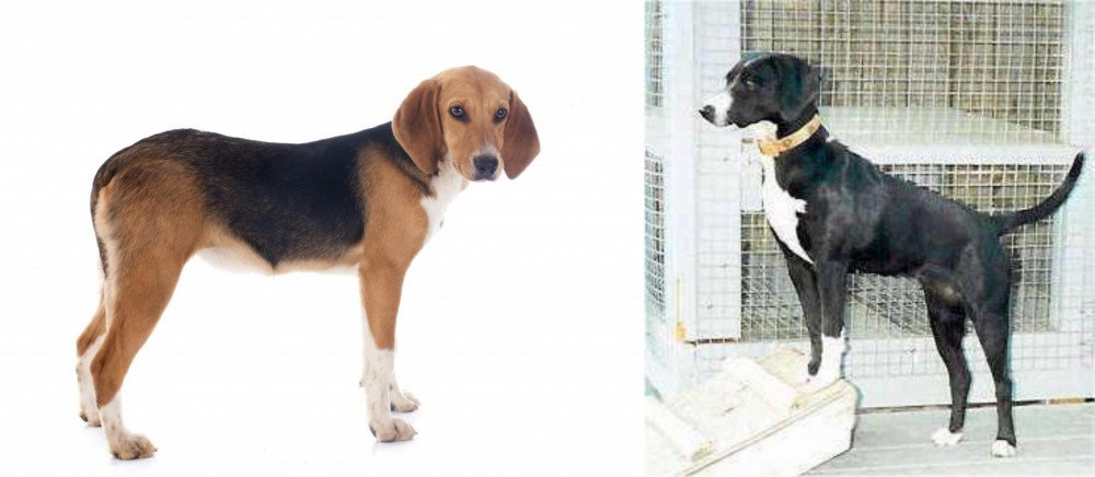 Stephens Stock vs Beagle-Harrier - Breed Comparison