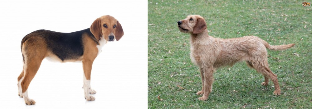 Styrian Coarse Haired Hound vs Beagle-Harrier - Breed Comparison