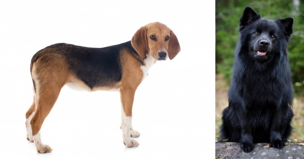 Swedish Lapphund vs Beagle-Harrier - Breed Comparison