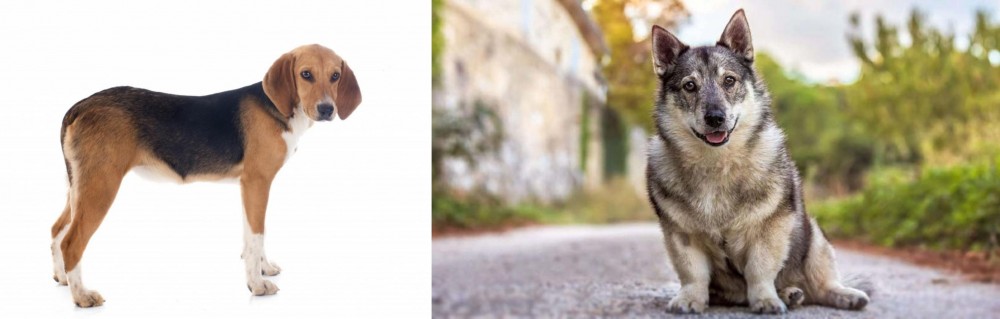 Swedish Vallhund vs Beagle-Harrier - Breed Comparison