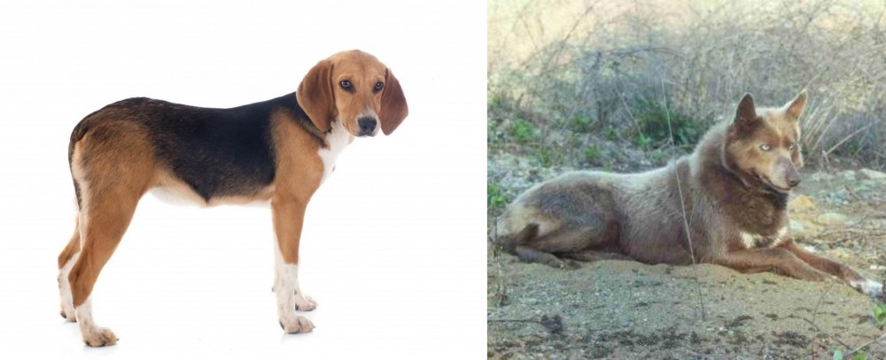 Tahltan Bear Dog vs Beagle-Harrier - Breed Comparison