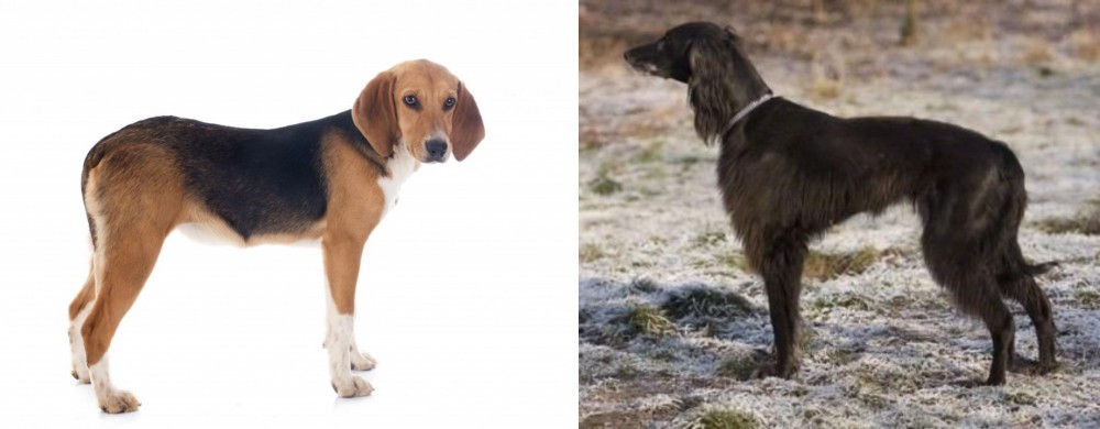 Taigan vs Beagle-Harrier - Breed Comparison