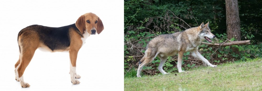 Tamaskan vs Beagle-Harrier - Breed Comparison