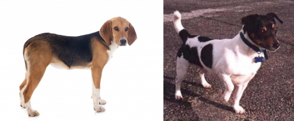 Teddy Roosevelt Terrier vs Beagle-Harrier - Breed Comparison