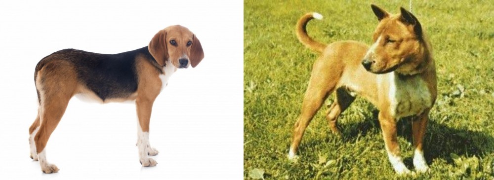 Telomian vs Beagle-Harrier - Breed Comparison