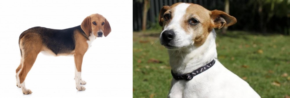 Tenterfield Terrier vs Beagle-Harrier - Breed Comparison