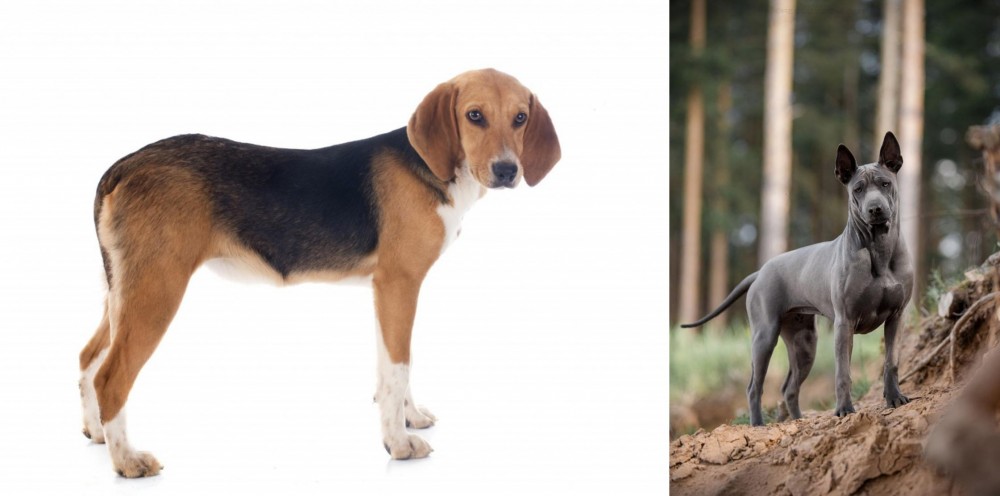 Thai Ridgeback vs Beagle-Harrier - Breed Comparison