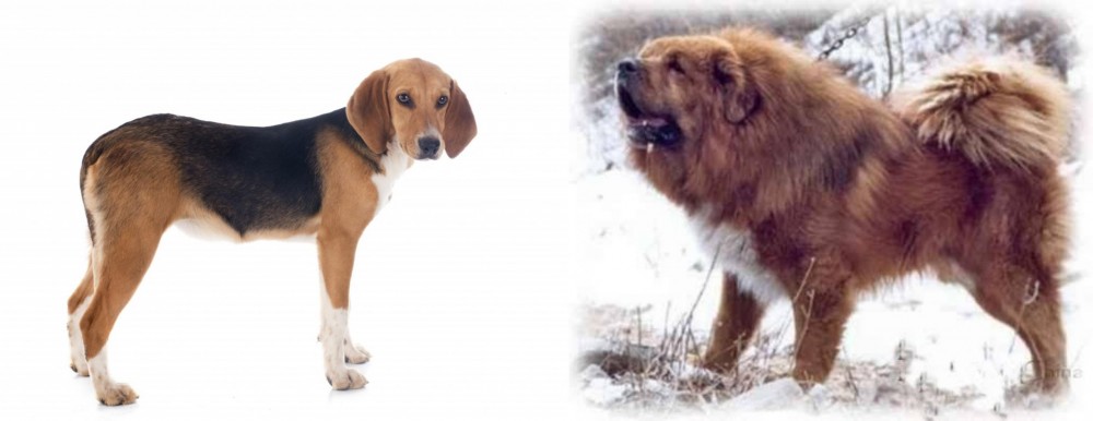 Tibetan Kyi Apso vs Beagle-Harrier - Breed Comparison