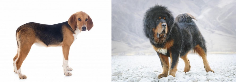 Tibetan Mastiff vs Beagle-Harrier - Breed Comparison