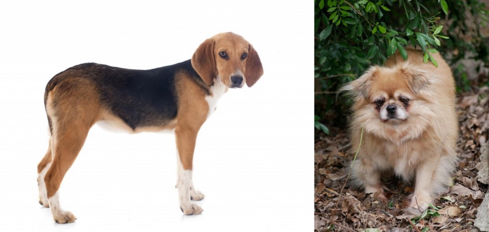 Tibetan Spaniel vs Beagle-Harrier - Breed Comparison