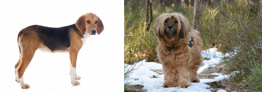 Tibetan Terrier vs Beagle-Harrier - Breed Comparison