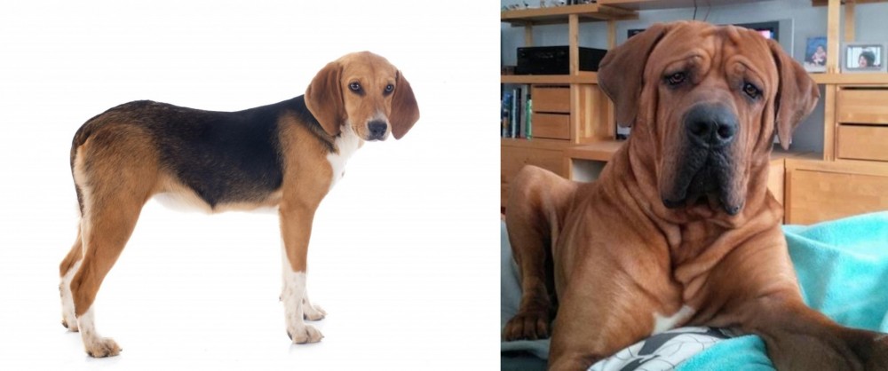 Tosa vs Beagle-Harrier - Breed Comparison