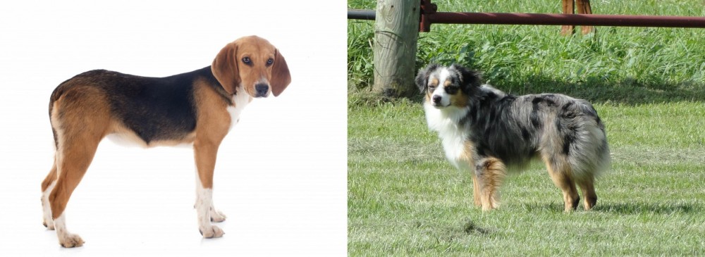 Toy Australian Shepherd vs Beagle-Harrier - Breed Comparison