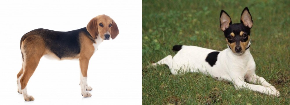 Toy Fox Terrier vs Beagle-Harrier - Breed Comparison