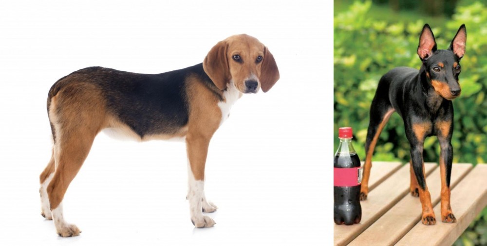 Toy Manchester Terrier vs Beagle-Harrier - Breed Comparison